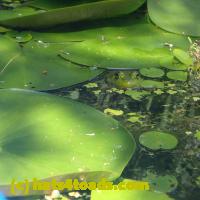 /home//u458753944/public_html/sourcegallery//Frogs/More bullfrogs/P7140834.JPG